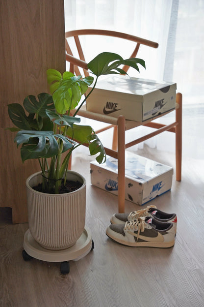 『ONEKU』 Monstera deliciosa｜龜背芋植栽 居家時尚潮流