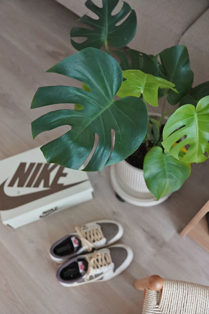 『ONEKU』 Monstera deliciosa｜龜背芋植栽 居家時尚潮流