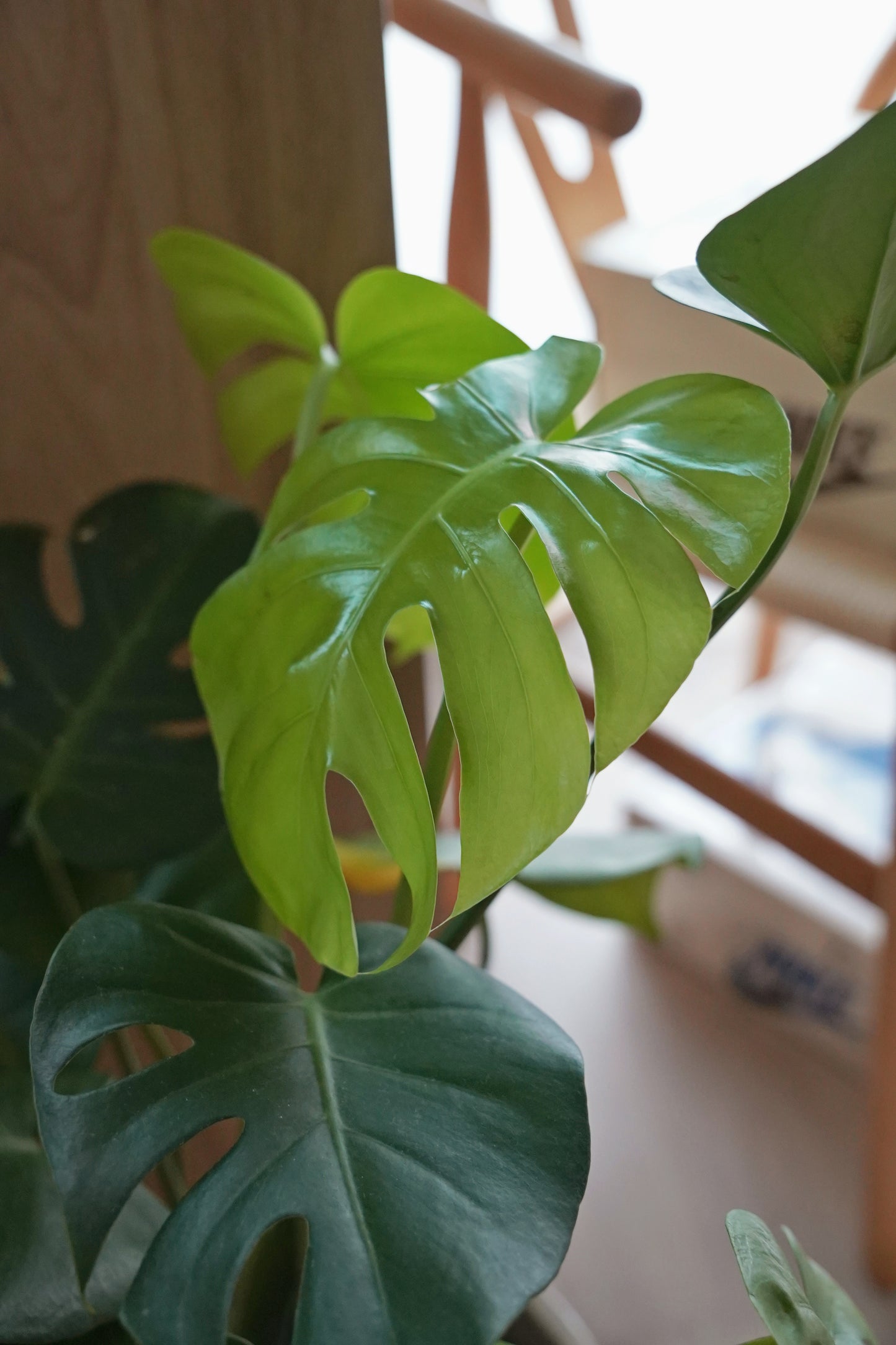『ONEKU』 Monstera deliciosa｜龜背芋植栽 居家時尚潮流