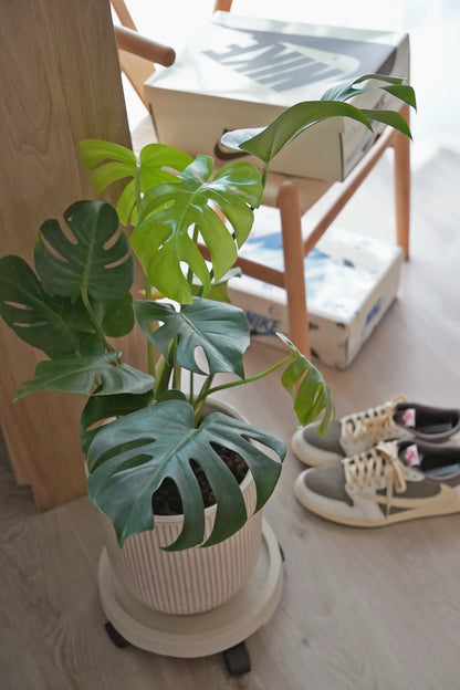 『ONEKU』 Monstera deliciosa｜龜背芋植栽 居家時尚潮流