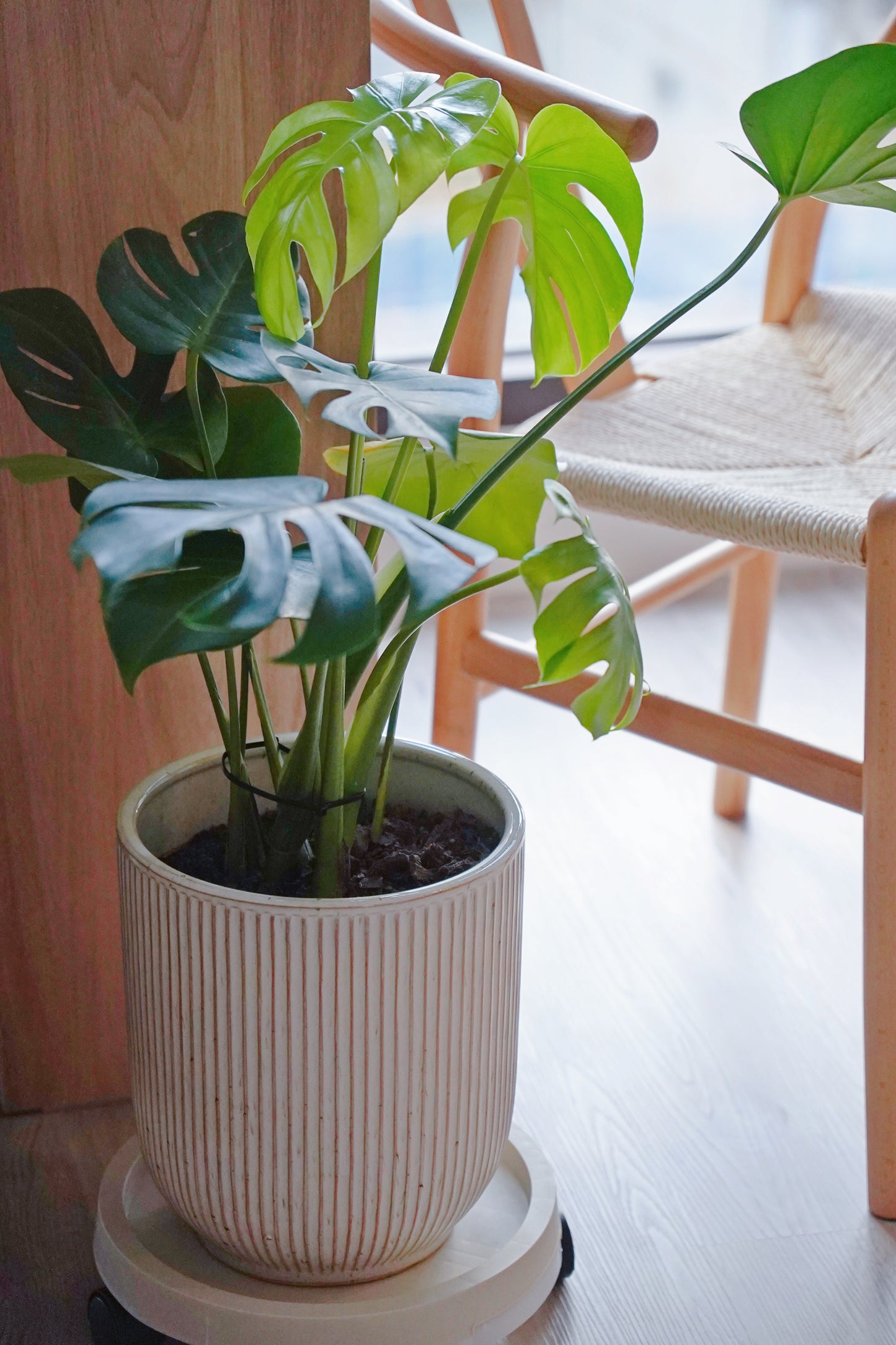 『ONEKU』侘寂風北歐風植物花盆｜陶瓷大花盆｜客廳質感植物盆｜陶瓷三色大花盆｜ins花盆｜龜背芋花盆｜高質感透氣花瓶