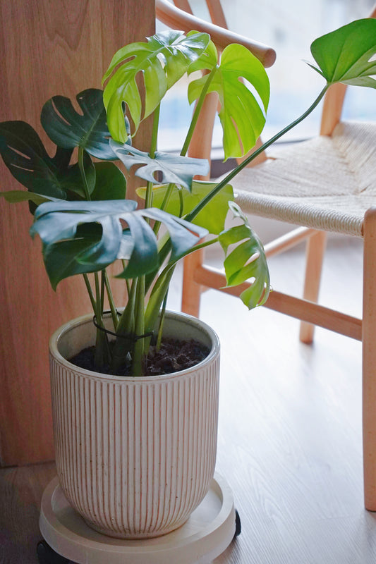 『ONEKU』侘寂風北歐風植物花盆｜陶瓷大花盆｜客廳質感植物盆｜陶瓷三色大花盆｜ins花盆｜龜背芋花盆｜高質感透氣花瓶