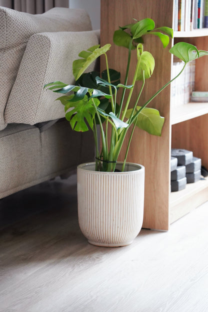 『ONEKU』 Monstera deliciosa｜龜背芋植栽 居家時尚潮流