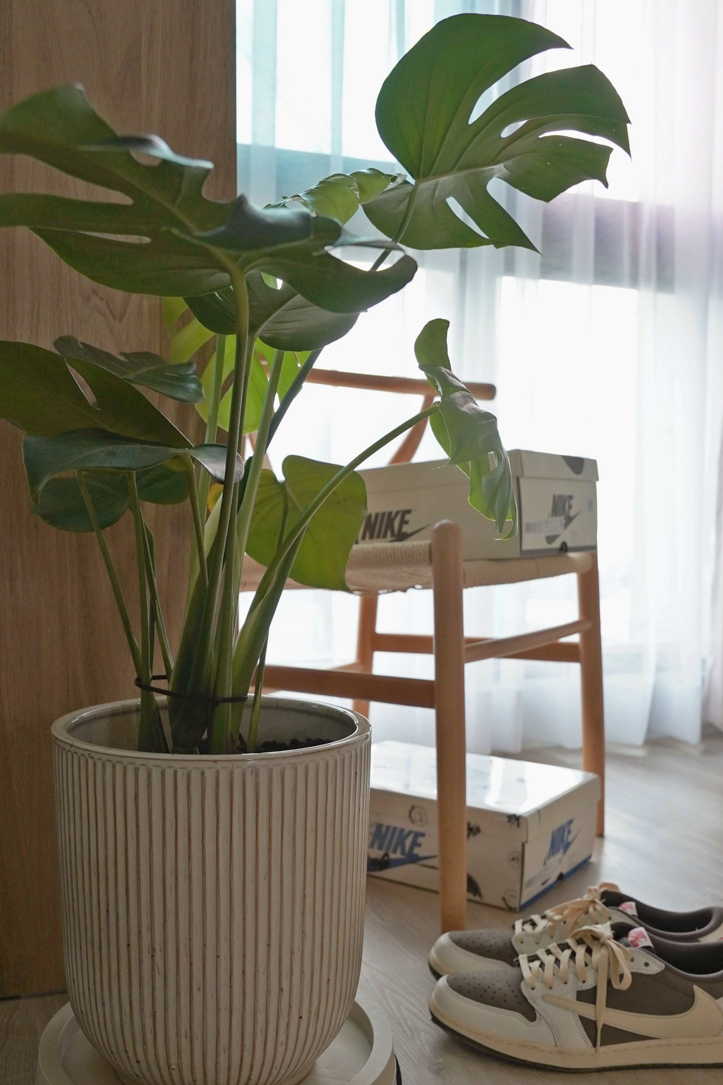 『ONEKU』 Monstera deliciosa｜龜背芋植栽 居家時尚潮流