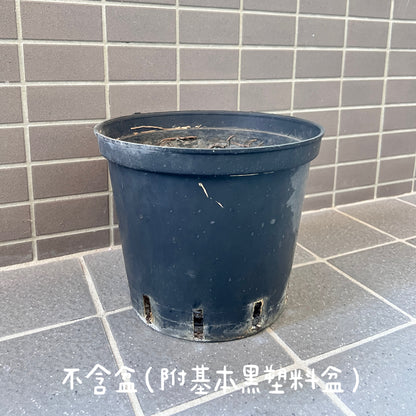 『ONEKU』 Monstera deliciosa｜龜背芋植栽 居家時尚潮流